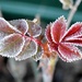 Frosty Leaves by arkensiel