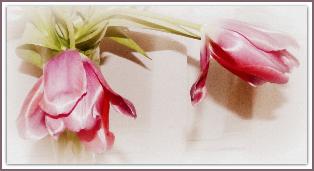 Tulips 3 by beryl