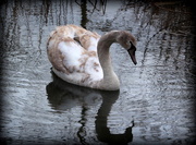 19th Feb 2016 - Ugly Duckling or Budding Beauty?