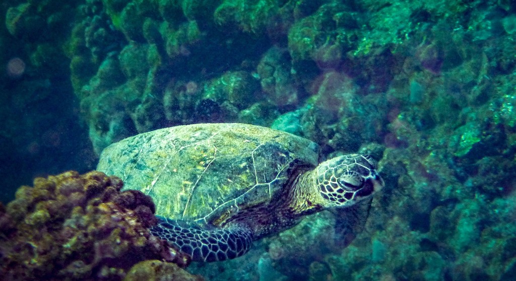 Sea Turtle 2016  by jgpittenger