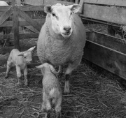 19th Feb 2016 - Lambing time