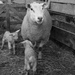 Lambing time by shirleybankfarm