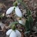 Snowdrops by ctst