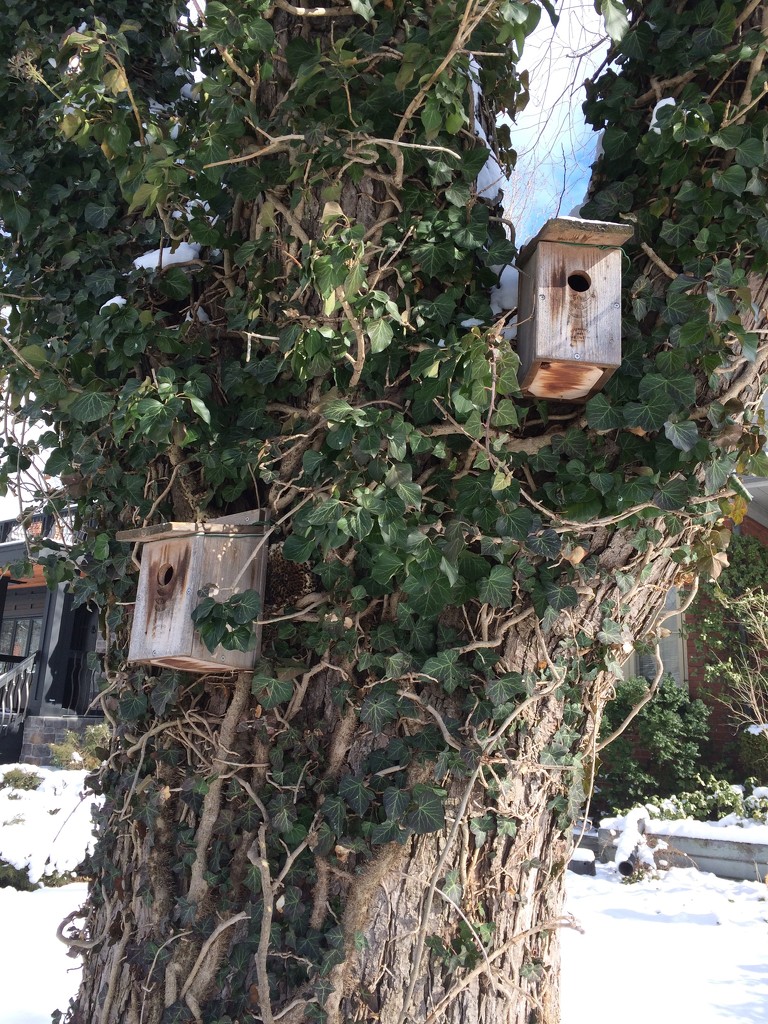 Birdhouses in a Tree by selkie