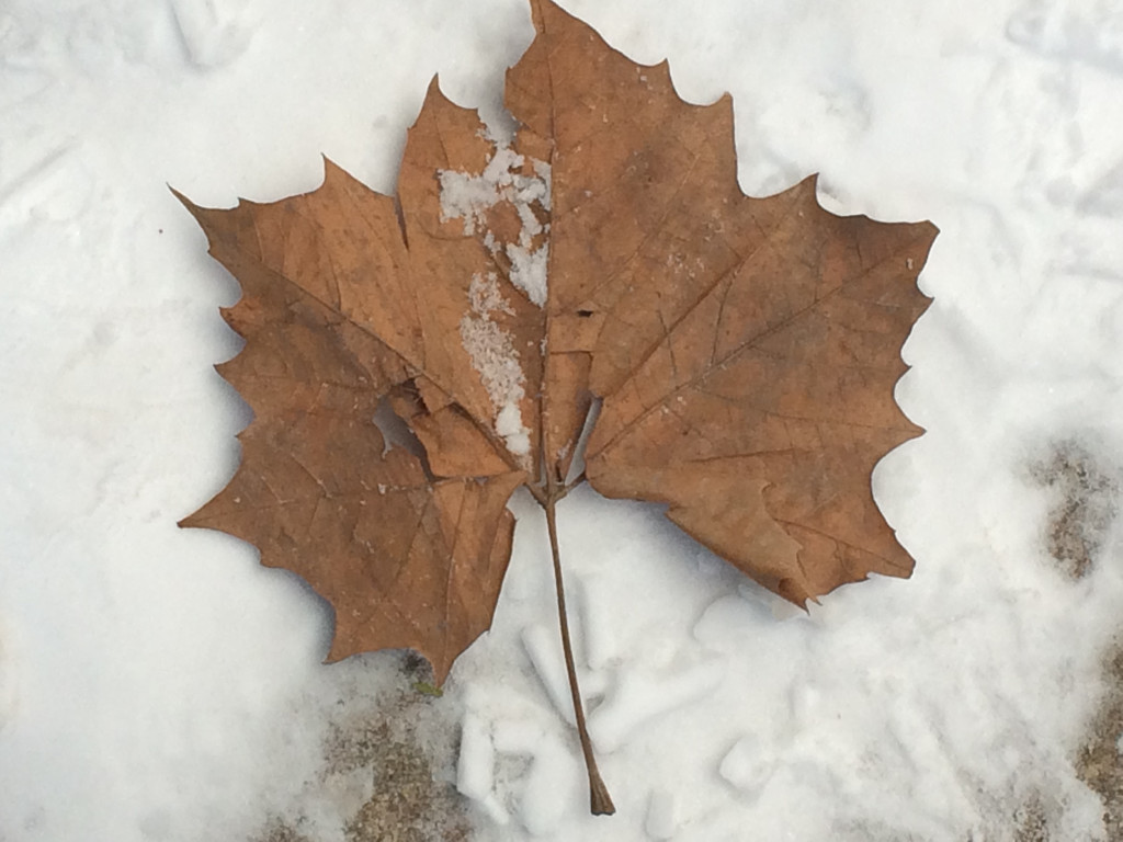 Lost Leaf by selkie