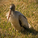 Young Woodstork by rickster549