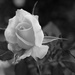 Rose of Texas?! by ingrid01