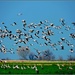 A Rain of Cranes... by soylentgreenpics
