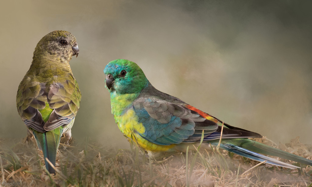 A pair of red rumped parrots by flyrobin