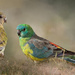 A pair of red rumped parrots by flyrobin