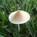 Little mushroom by kjarn