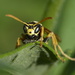 Wasp_DSC3869 by merrelyn