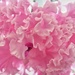 Pink frillies!! by craftymeg