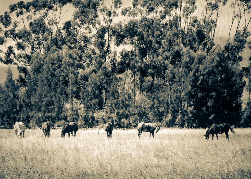 The Herd by salza