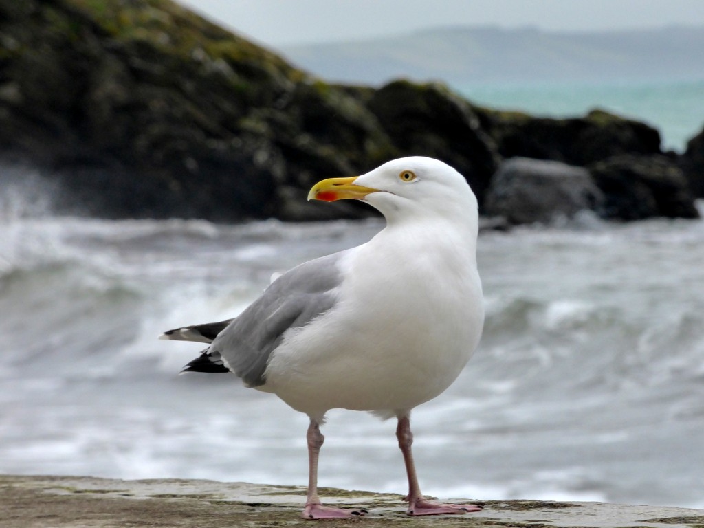 Windswept Herring Gull by julienne1