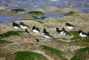 18th Feb 2016 - Oyster Catchers