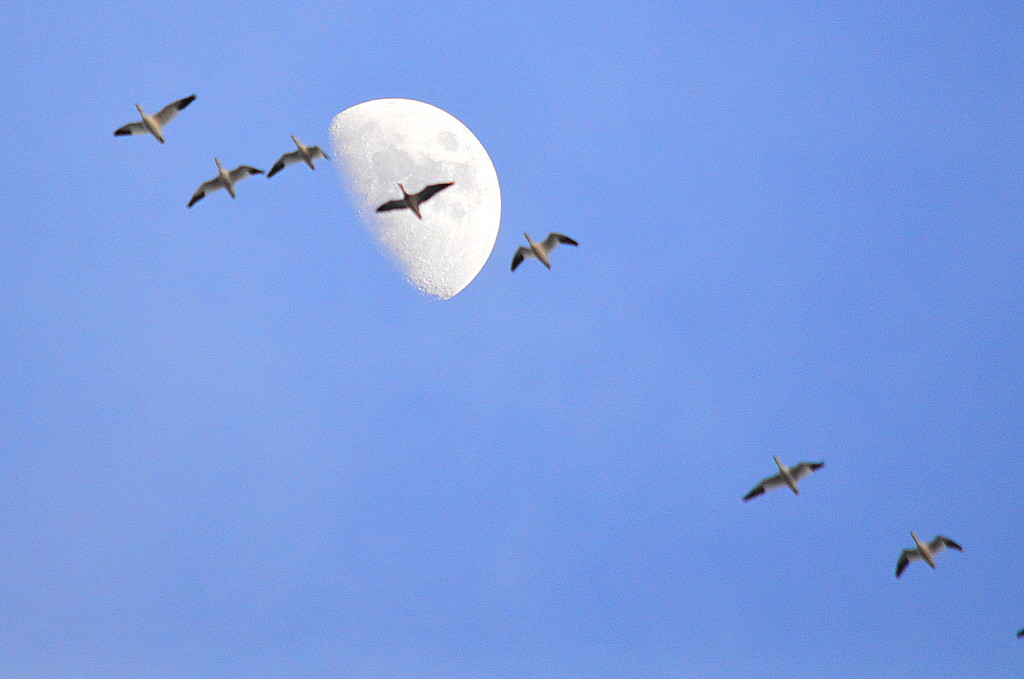 Geese Under the Moon by kareenking