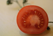 19th Feb 2016 - tomato