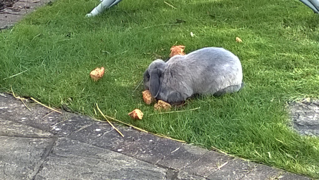 The rabbit eating stale bread  by cataylor41