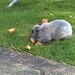 The rabbit eating stale bread  by cataylor41