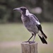 "Bird on a Post"... by tellefella