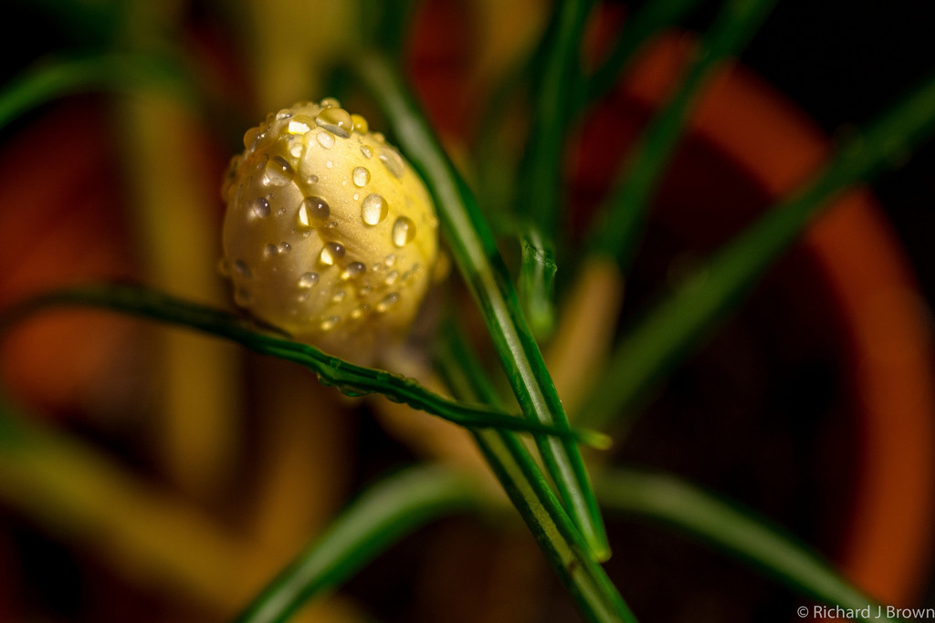 Crocus bud soaked by the rain by rjb71