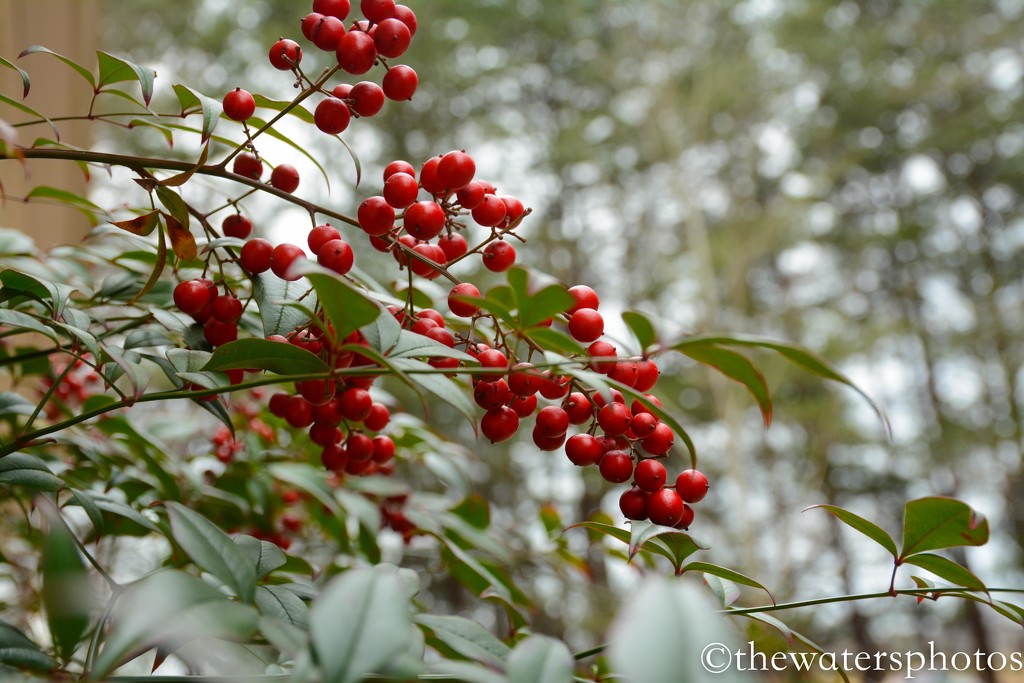 Nadina red berries by thewatersphotos