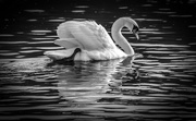 20th Feb 2016 - Swan