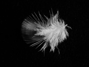 21st Feb 2016 - Feather