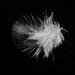 Feather by alia_801