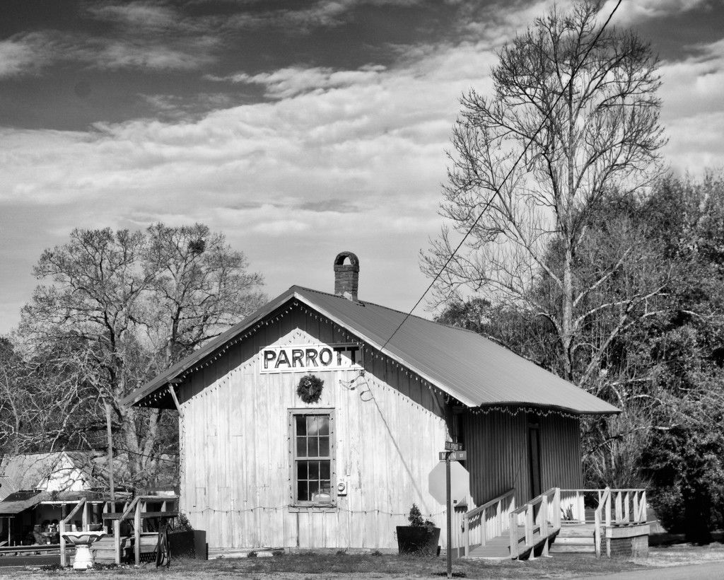 Parrott Depot by eudora