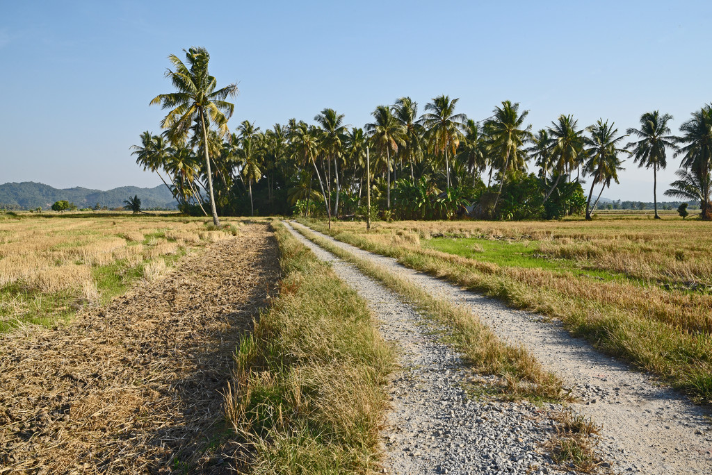 Track-over-Rice-Paddy,-Kedah by ianjb21