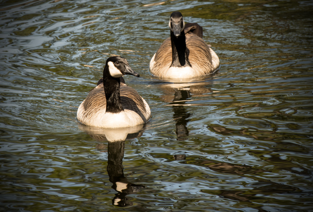 Canadian Geese, out for a swim! by rickster549