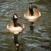 Canadian Geese, out for a swim! by rickster549