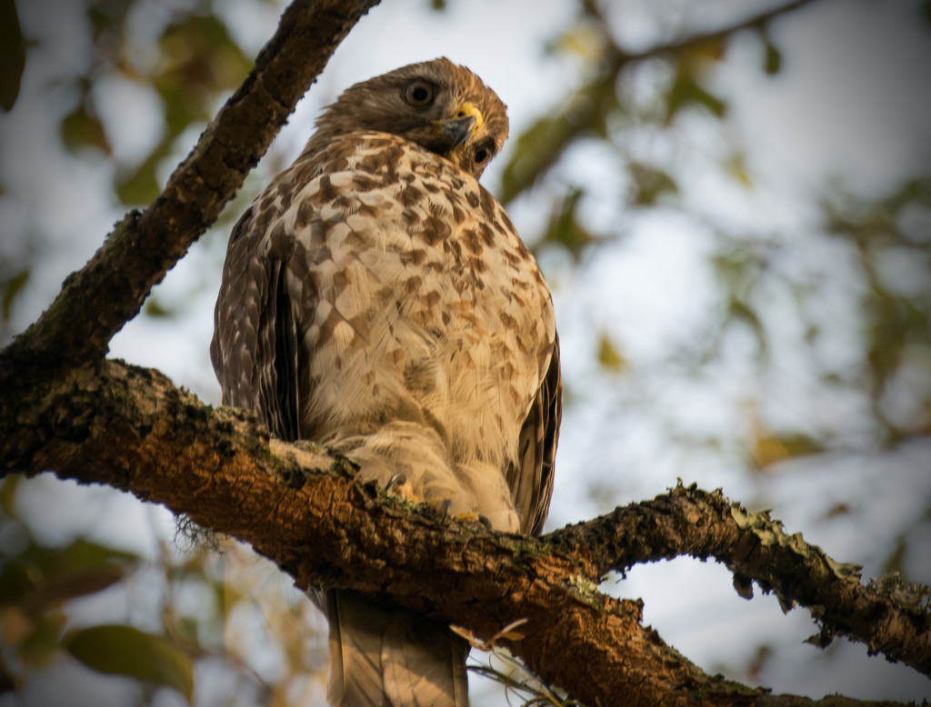 Inquisitive Hawk! by rickster549