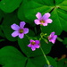 Wild violets by congaree