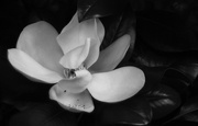 21st Feb 2016 - Hold on magnolia