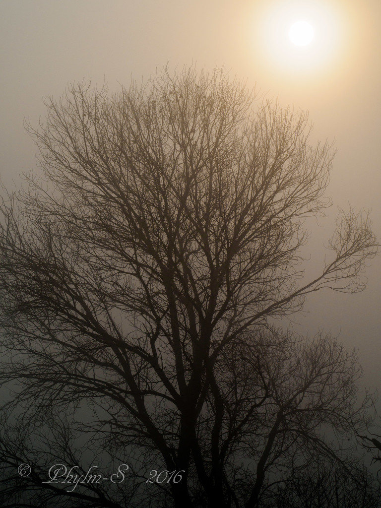 Sunrise In The Fog by elatedpixie