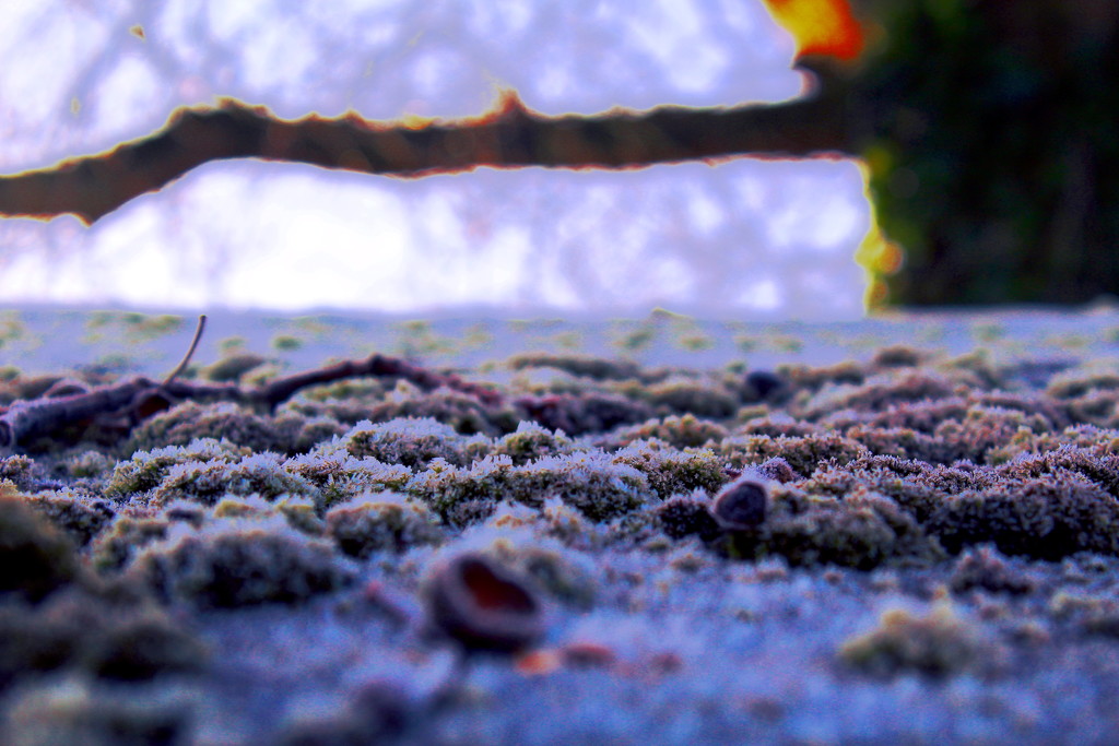 Frost on moss on shed roof by jeff