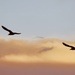 Seagulls by swillinbillyflynn