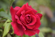 21st Feb 2016 - Red Rose To The Rescue_DSC3953