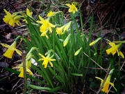 21st Feb 2016 - Daffodil Vignette 
