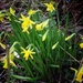 Daffodil Vignette  by denidouble