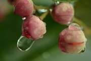 21st Feb 2016 - Droplets on pink buds