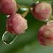 Droplets on pink buds by ziggy77