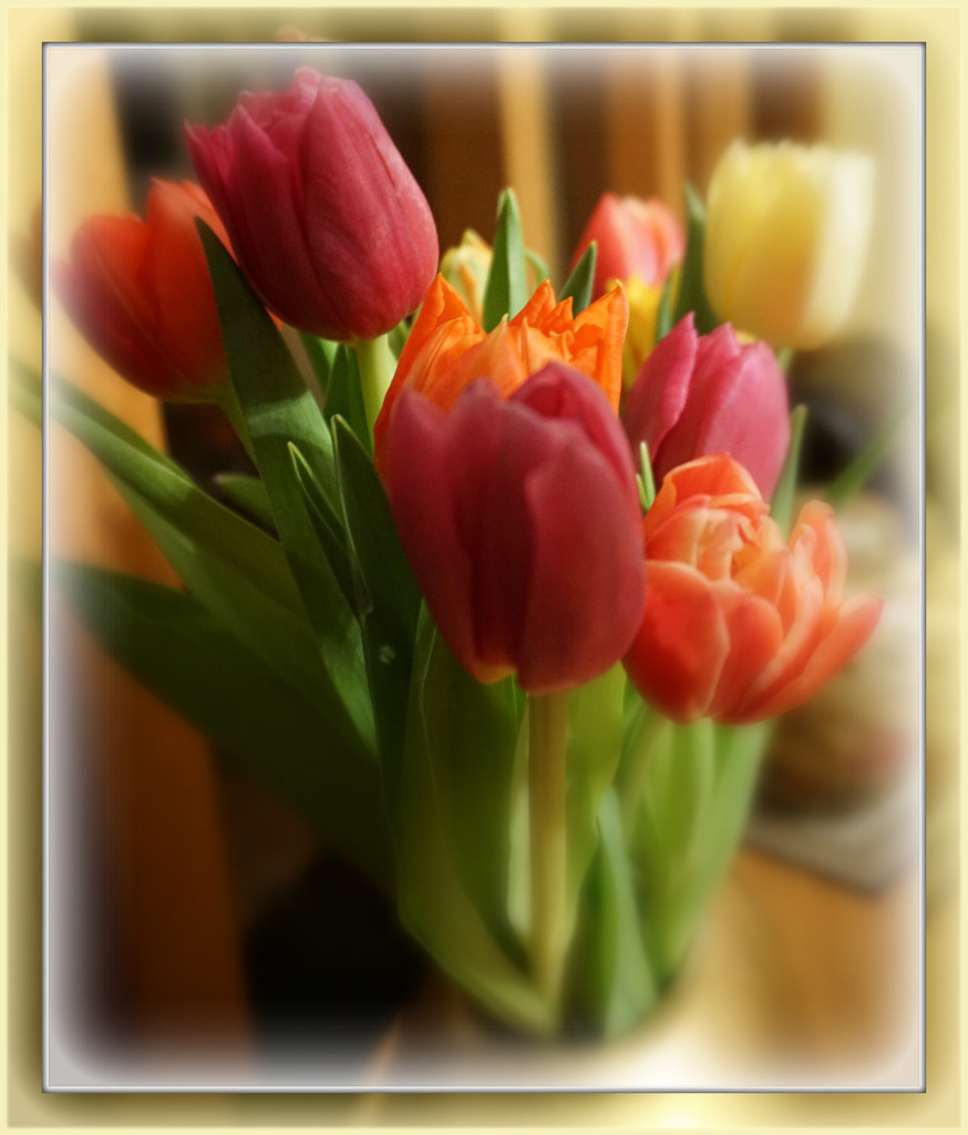 Tulips by sarah19