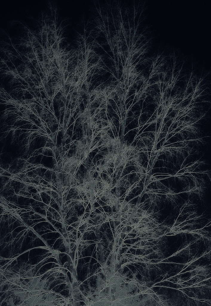 Dendrites by susale