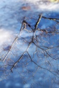 21st Feb 2016 - Reflection in Ice 