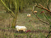 20th Feb 2016 - Sheep in the woods.....