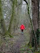 21st Feb 2016 - A woodland walk.....